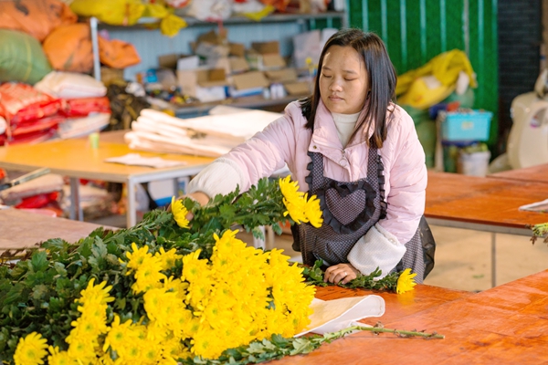 村民在修剪菊花。楊一帆攝