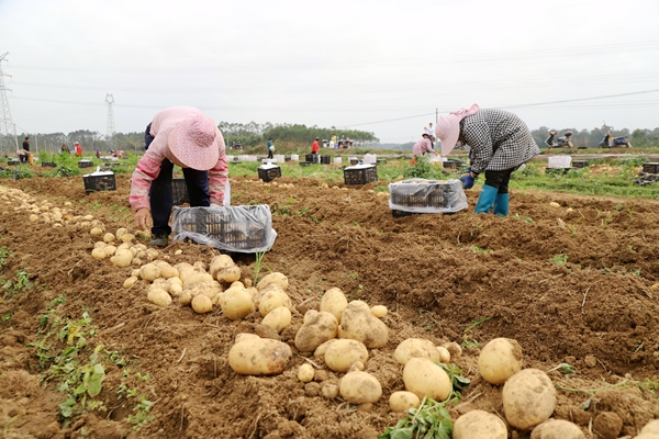 群眾分揀馬鈴薯。