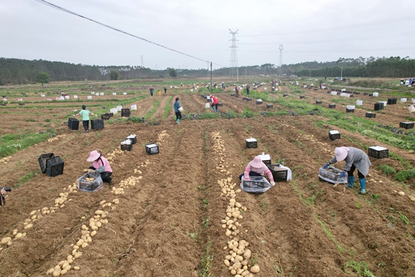 群眾分揀馬鈴薯。