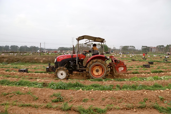 機(jī)器采收馬鈴薯。