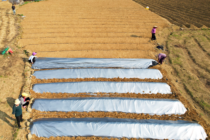 村民在堆田壟、覆膜，準(zhǔn)備種植粉葛。