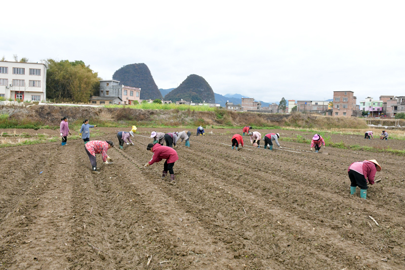 平桂區(qū)天照家庭農(nóng)場在種植香芋。