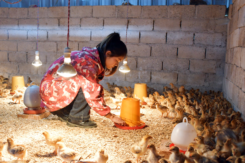 平桂區(qū)恒源家庭農(nóng)場負(fù)責(zé)人李萌在養(yǎng)育雞苗。