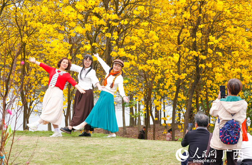 黃花風(fēng)鈴木盛放，引得游人爭相合影。