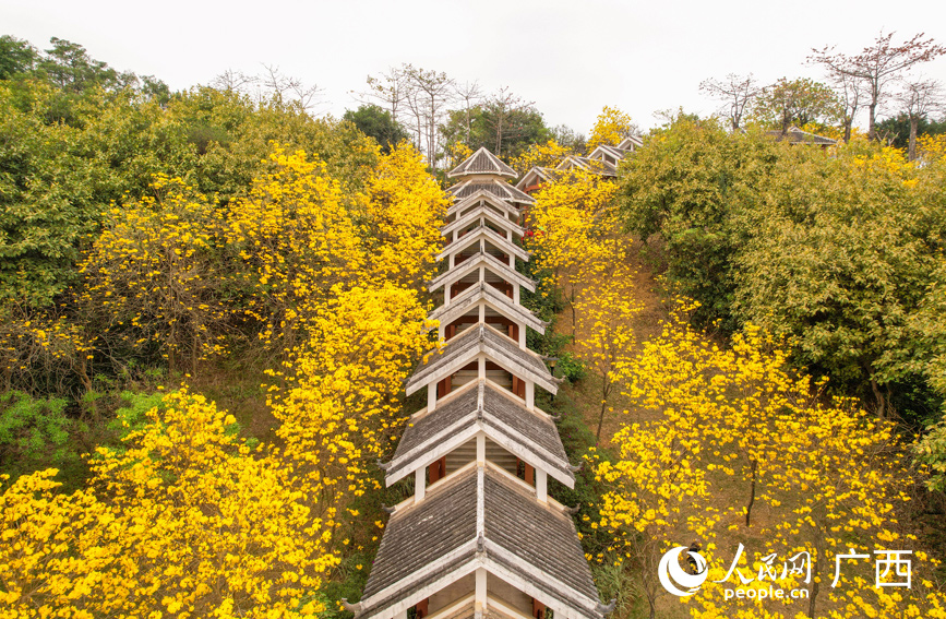 江南公園里的黃花風(fēng)鈴木已進(jìn)入最佳觀賞期。