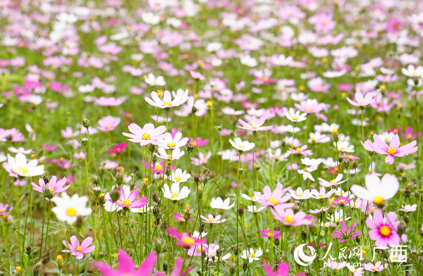 南寧市江南區(qū)邕江南岸公園格?；ㄓ瓉硎⒎牌?。