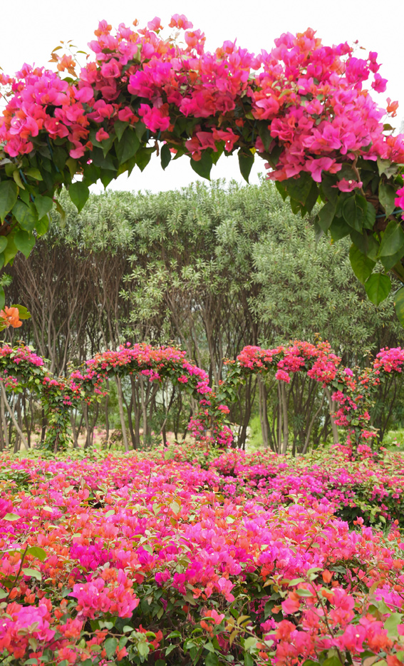 三角梅與綠植交相輝映，呈現(xiàn)一派生機(jī)勃勃的景象。