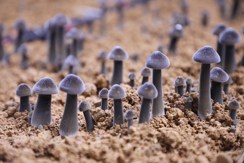 破土而出的黑皮雞樅菌。