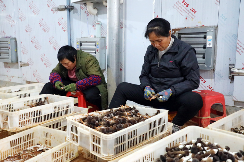 工人在修剪菌腳。