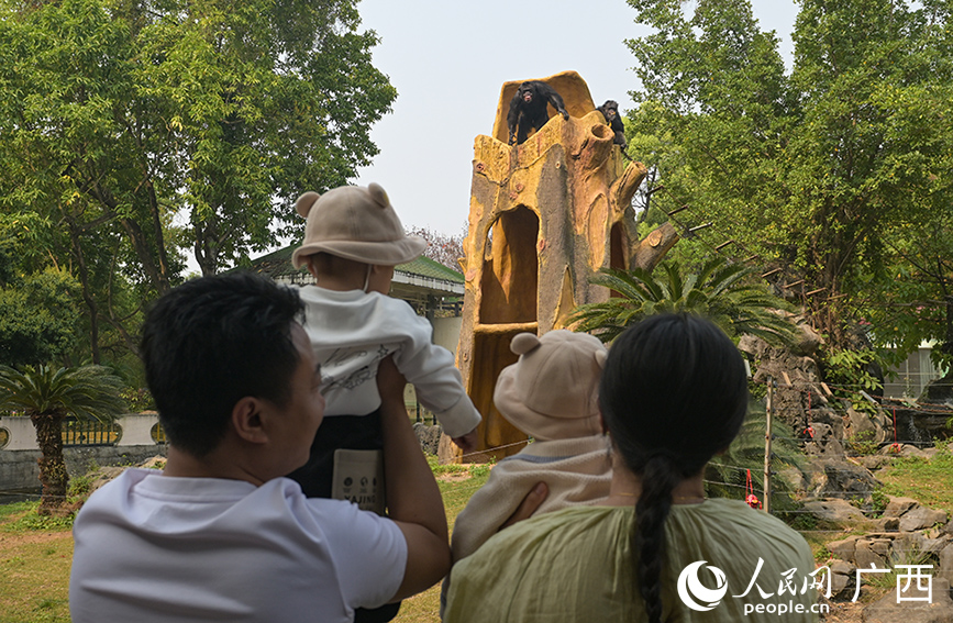 家長(zhǎng)帶著孩子跟黑猩猩互動(dòng)。人民網(wǎng) 雷琦竣攝