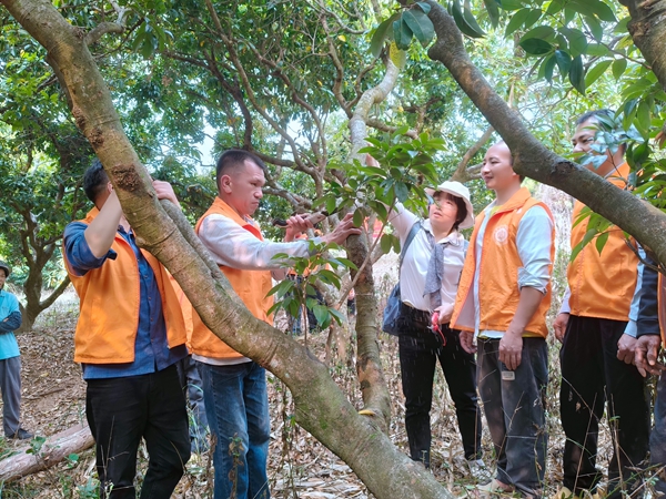 木根鎮(zhèn)都合上村果樹嫁接專項能力培訓班的學員在老師的指導下進行削切 (2).jpg