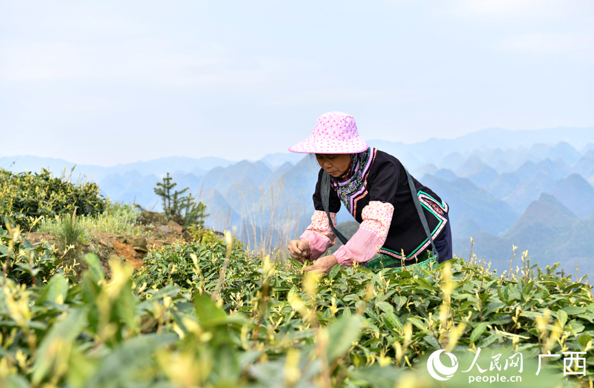 茶農(nóng)在采摘茶葉。