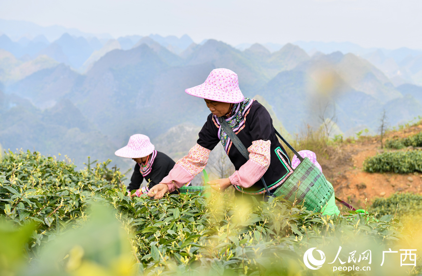 茶農(nóng)在采摘茶葉。
