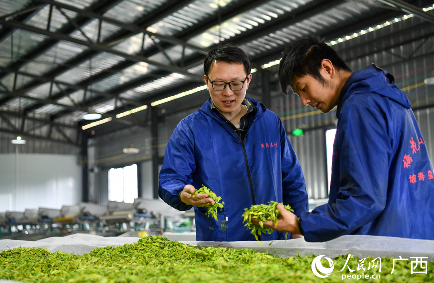 工作人員在查看新采摘回來(lái)的茶葉。