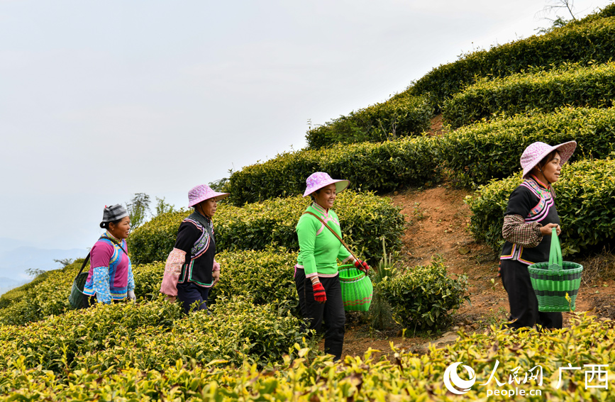 茶農走在采茶的路上。