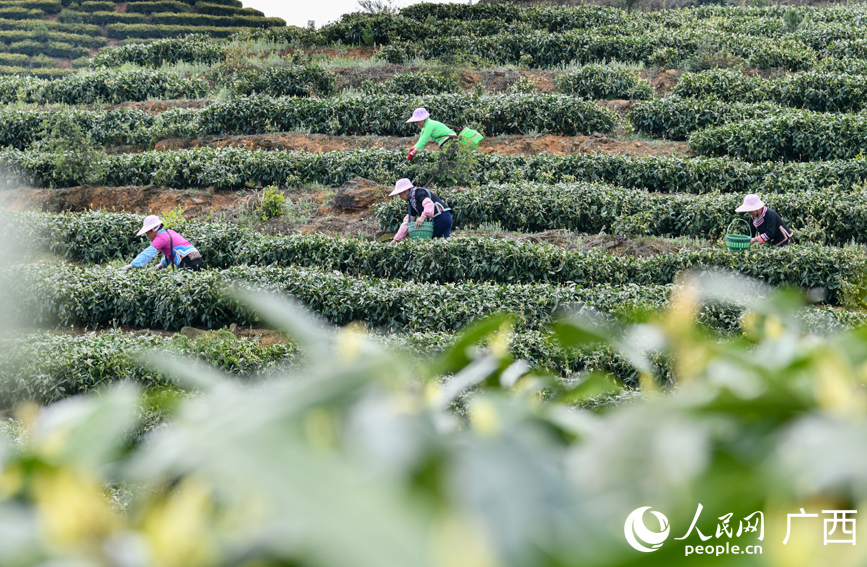 茶農(nóng)在茶園里采摘茶葉。