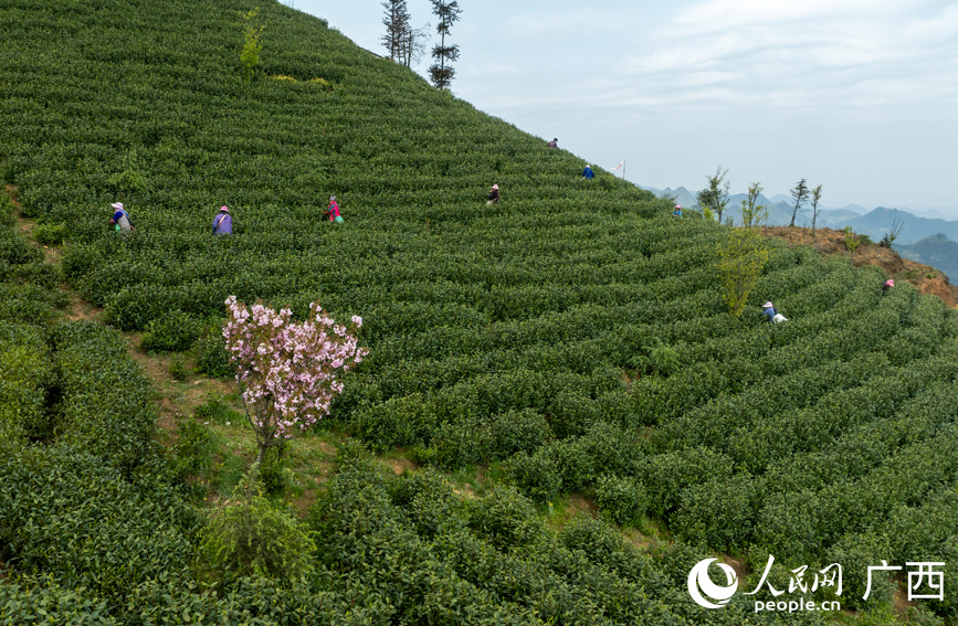 茶農(nóng)搶抓晴天好天氣采摘新茶。