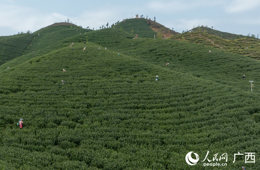 滿山的茶樹郁郁蔥蔥。