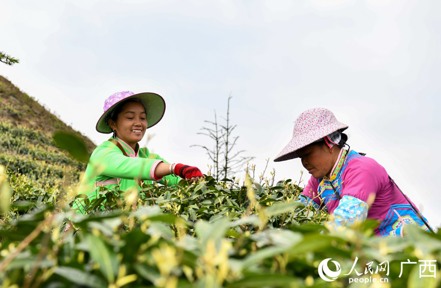 茶農(nóng)在采摘茶葉。