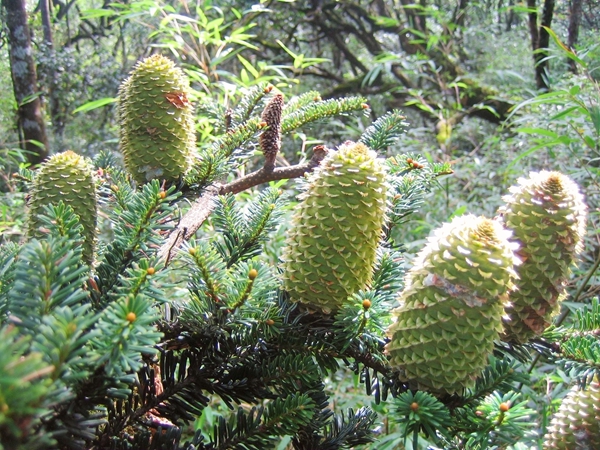 元寶山冷杉所結(jié)球果。蔣林林?jǐn)z