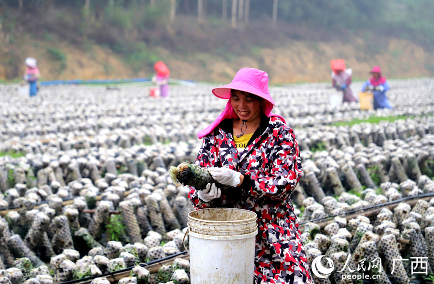 村民在采摘黑木耳。