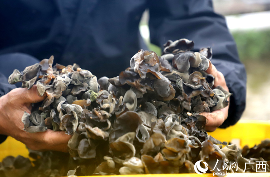 木耳基地負(fù)責(zé)人潘景松展示新鮮采摘的黑木耳。