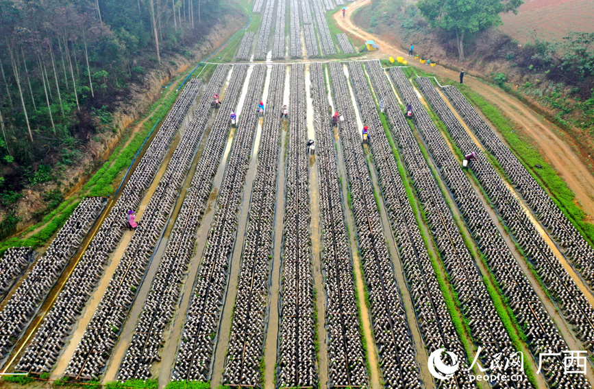 黑木耳種植基地。