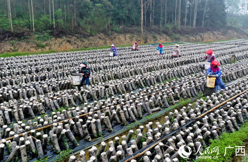村民在采摘黑木耳。
