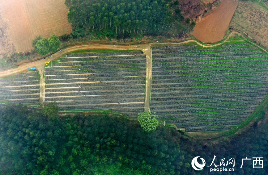 黑木耳種植基地航拍。