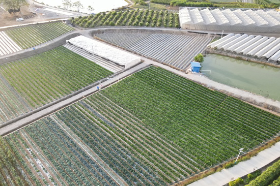 江西鎮(zhèn)四季豆迎來(lái)成熟期