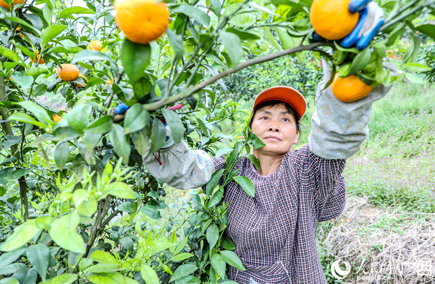村民正在種植基地里采摘沃柑。