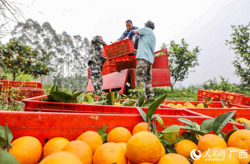 村民正在種植基地里裝運(yùn)沃柑。