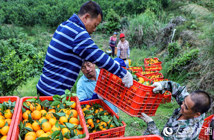 村民正在種植基地里裝運(yùn)沃柑。