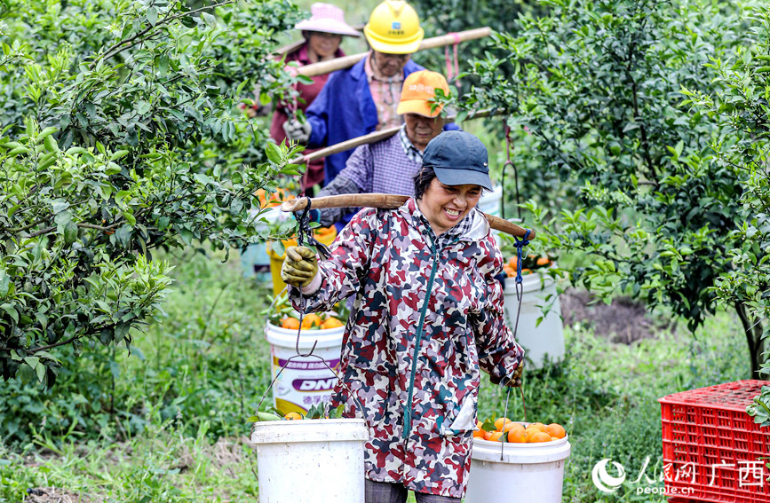 村民把剛采摘的沃柑挑運(yùn)裝車。