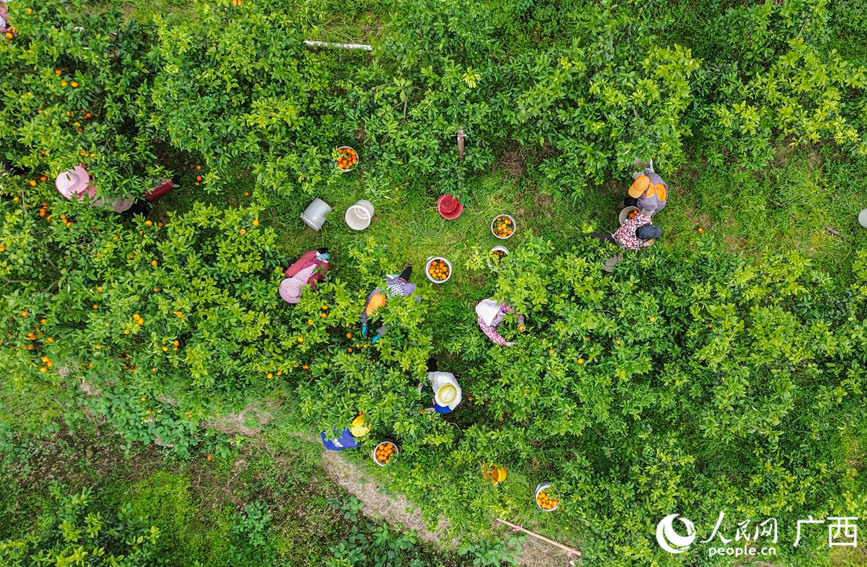 村民正在種植基地里采摘沃柑。