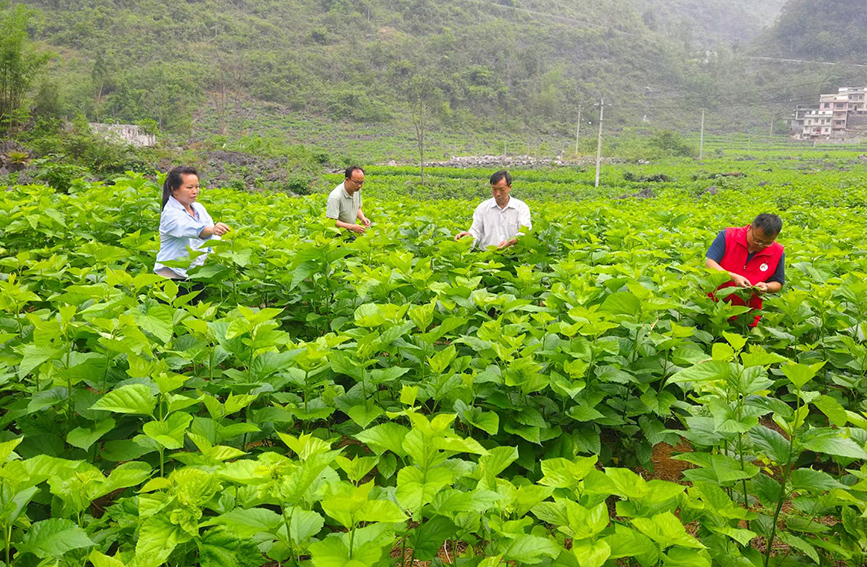 駐村工作隊(duì)員和村民一起打理桑園。東蘭縣融媒體中心供圖
