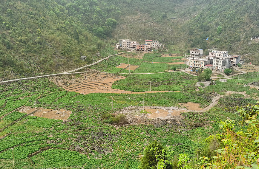 隆明村的粵桂幫扶桑蠶產(chǎn)業(yè)示范基地桑園。東蘭縣融媒體中心供圖
