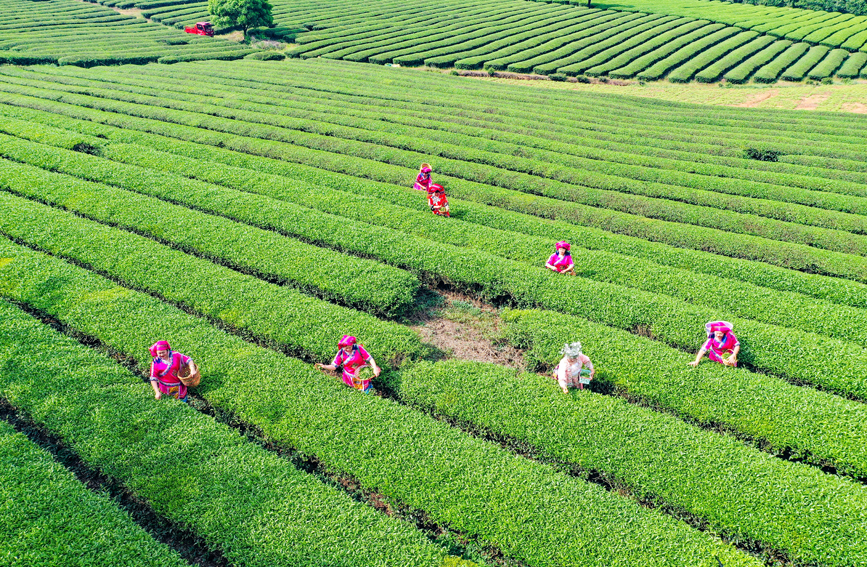茶農(nóng)收割谷雨茶