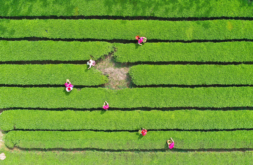 千畝茶園美不勝收