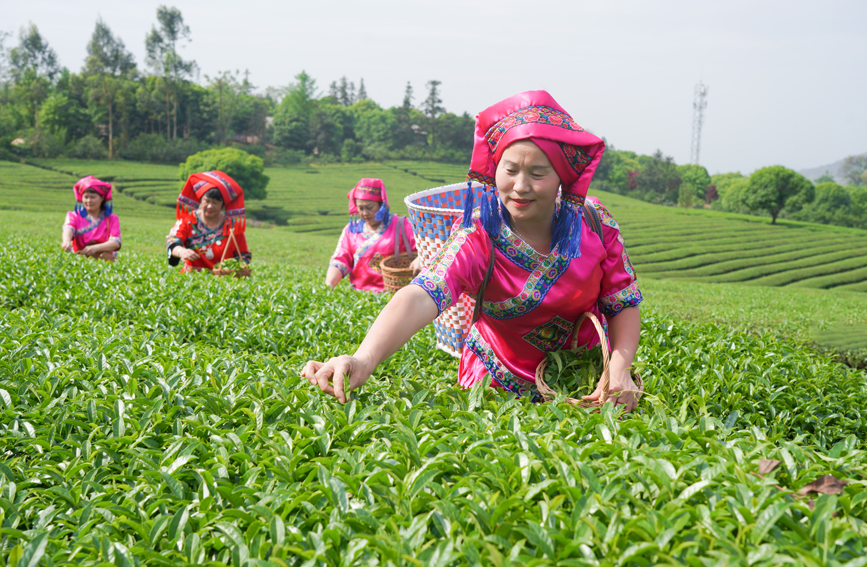 茶農(nóng)采茶忙