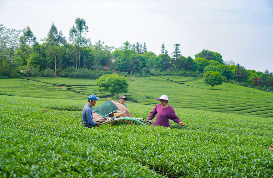 茶農(nóng)用收割機(jī)采摘茶葉