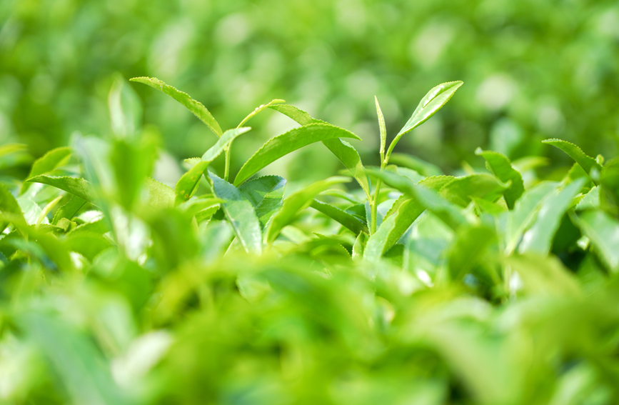 谷雨茶進(jìn)入采摘期