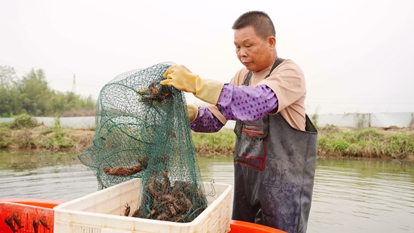 小龍蝦冬養(yǎng)春收 “錢”景可觀