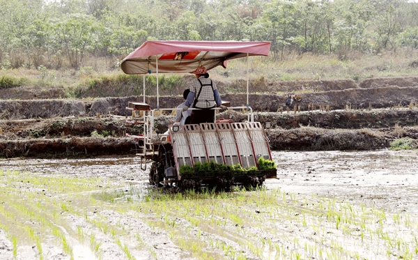 港南區(qū)：春耕生產(chǎn)有序推進