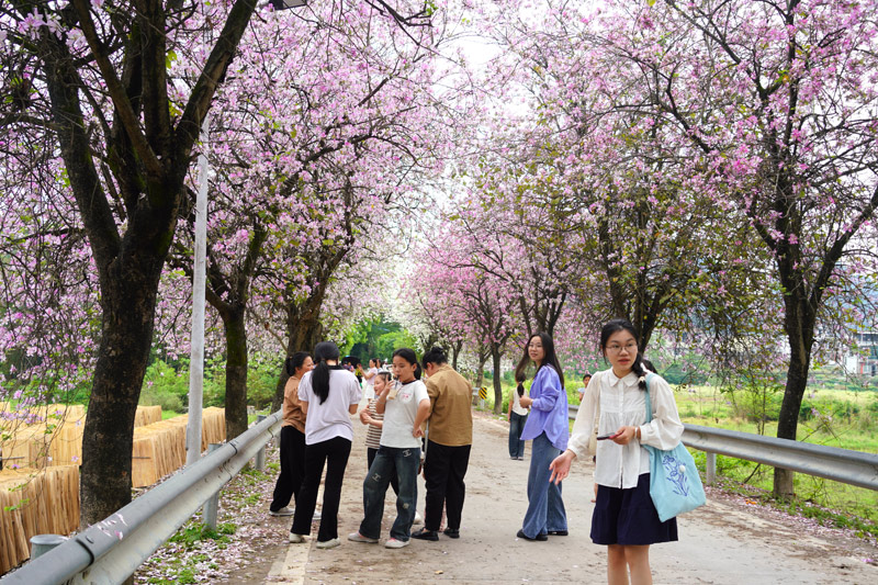 游客在紫荊花下游玩