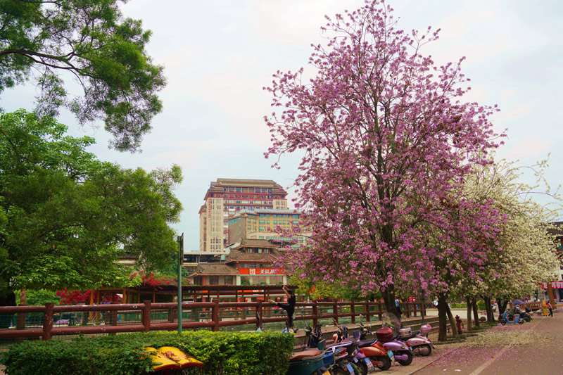 公園里的紫荊花