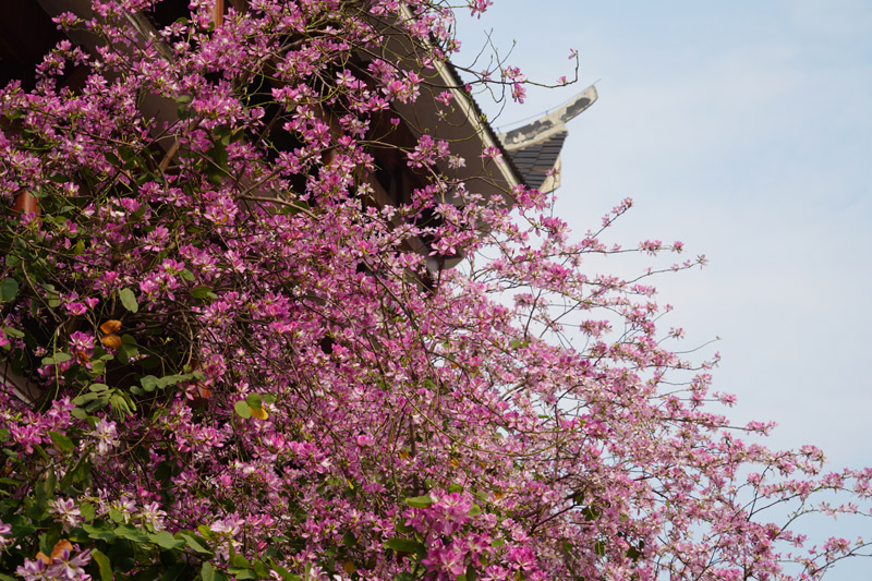 嬌艷綻放的紫荊花