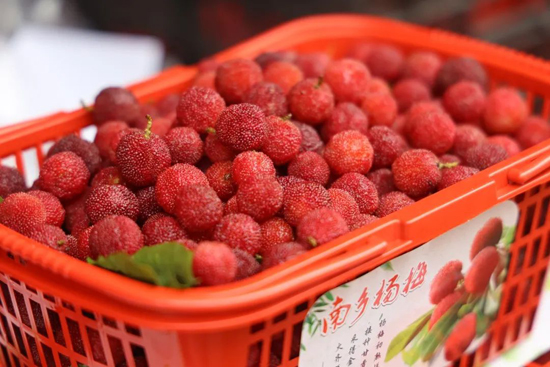 飽滿紅潤的南鄉(xiāng)楊梅