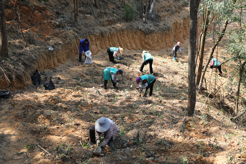 春季藥材種植忙。