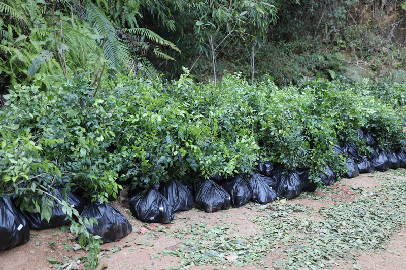 待種植的千里香秧苗。